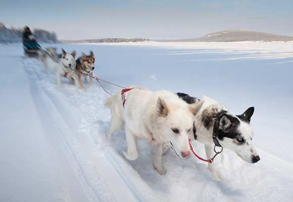 Hundspann i Jukkasjärvi
