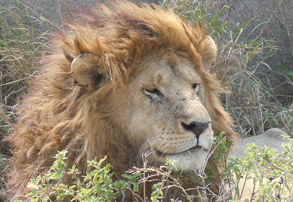 Tanzania
